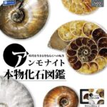アンモナイト本物化石図鑑