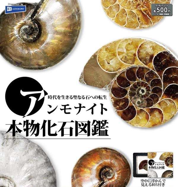 アンモナイト本物化石図鑑