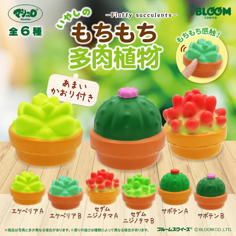 もちもち多肉植物（再販）