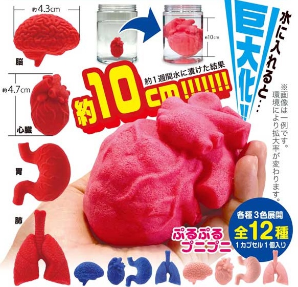水に入れると大きくふくらむ ぷるぷる人体模型フィギュアマスコット