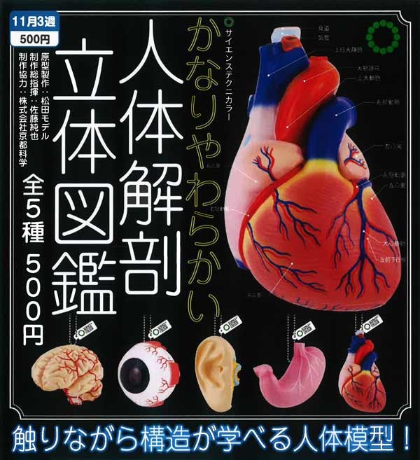 STC かなりやわらかい人体解剖立体図鑑