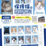 保護猫の証明写真