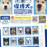 保護犬の証明写真