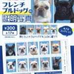 フレンチブルドッグの証明写真