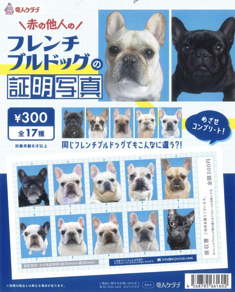 フレンチブルドッグの証明写真