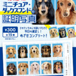 赤の他人のミニチュア・ダックスフンドの証明写真