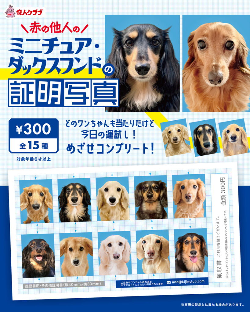 赤の他人のミニチュア・ダックスフンドの証明写真