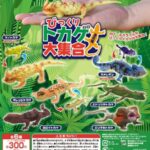 びっくりトカゲ大集合