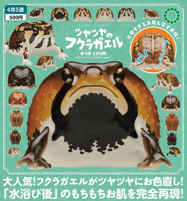 NTC ツヤツヤのフクラガエル