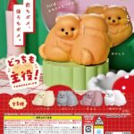 どっちも主役！ポメラニアン