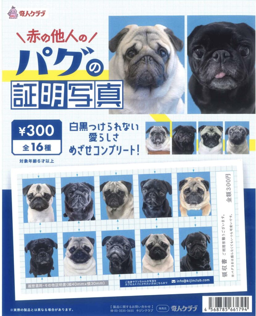 赤の他人のパグの証明写真