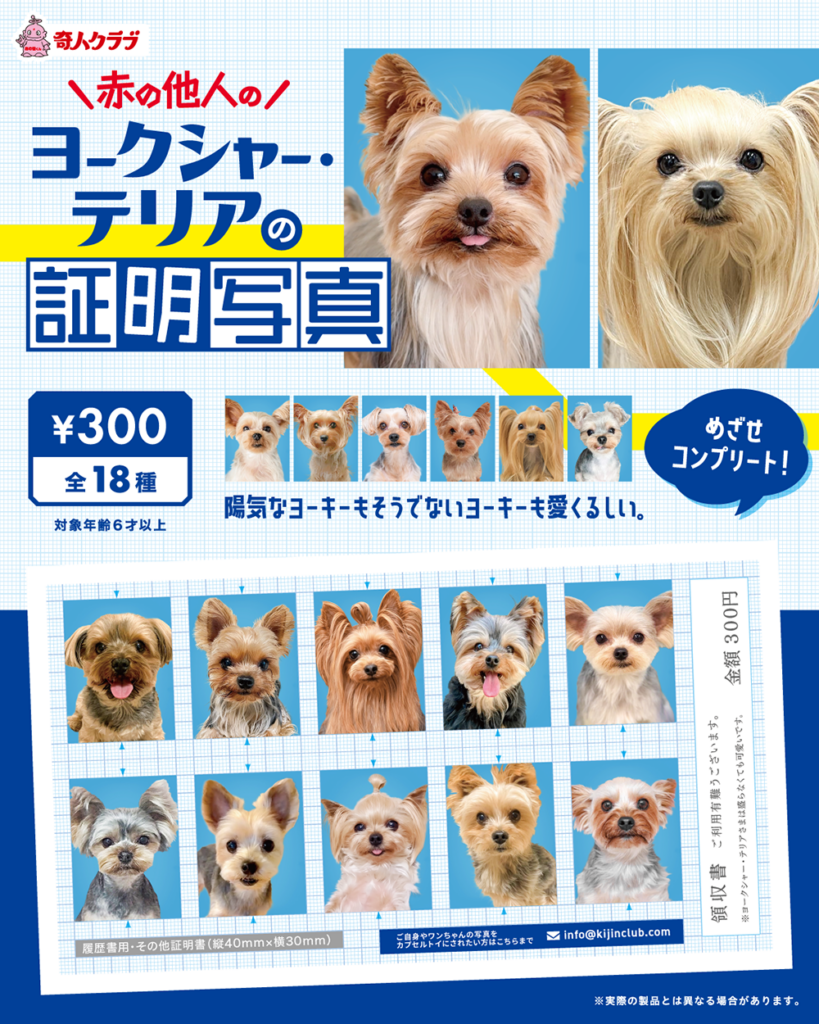 赤の他人のヨークシャー・テリアの証明写真