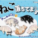 ねこ、落ちてます