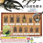 甲虫採集標本 ～ZOOM～（再販）