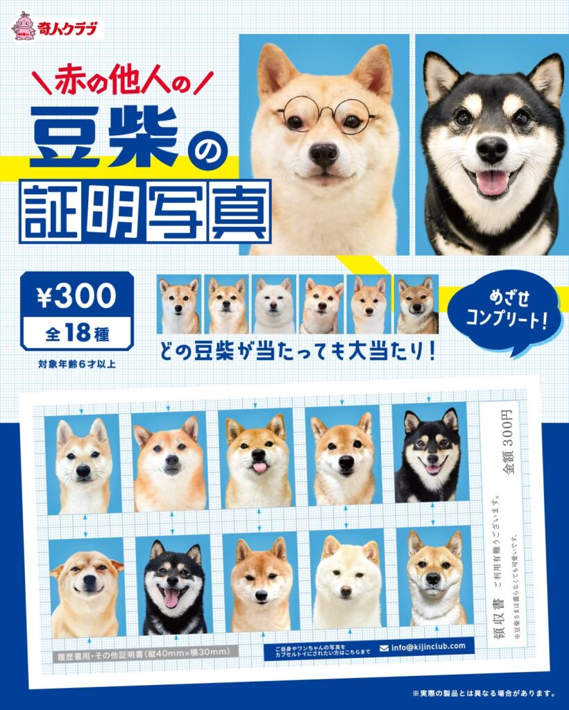 赤の他人の豆柴の証明写真