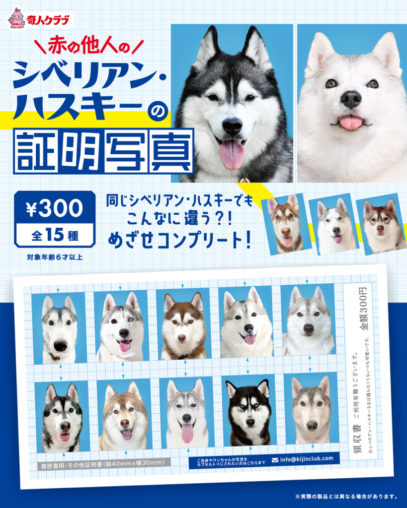 赤の他人のシベリアン・ハスキーの証明写真