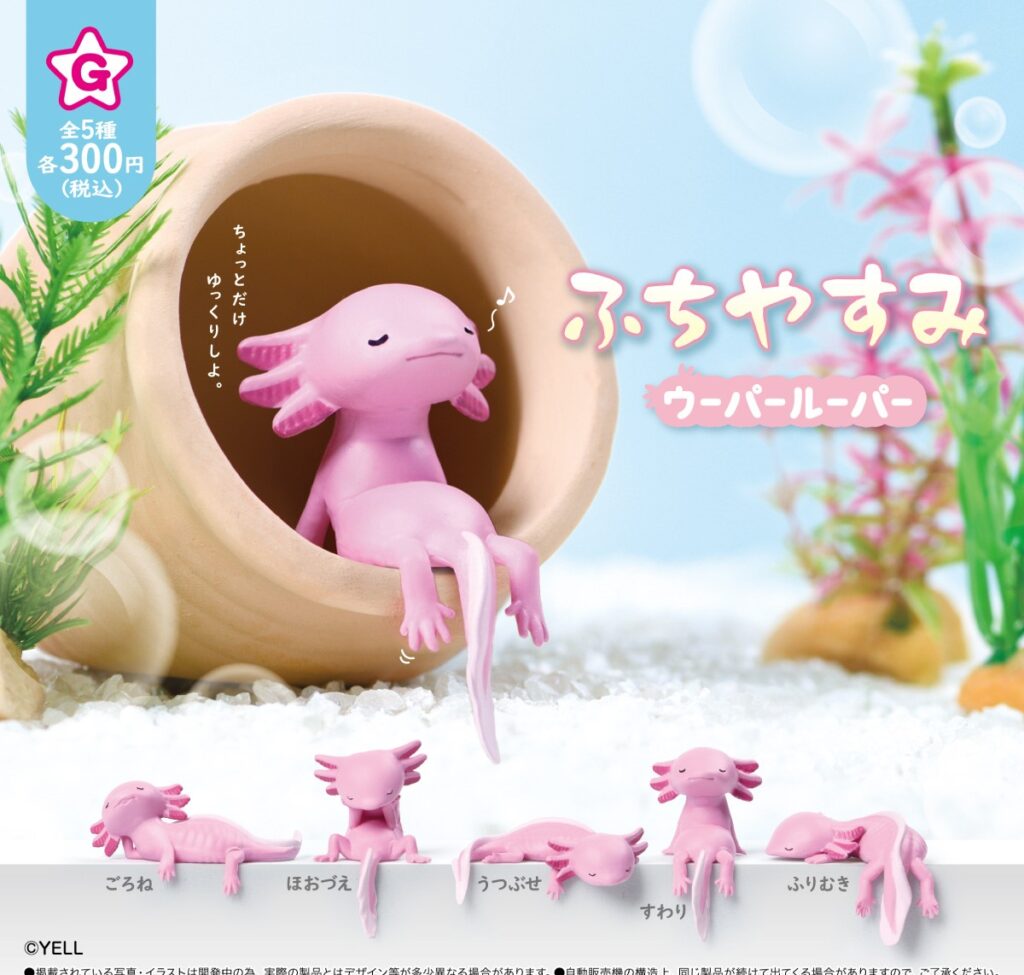 ふちやすみ ウーパールーパー