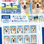 赤の他人のコーギーの証明写真