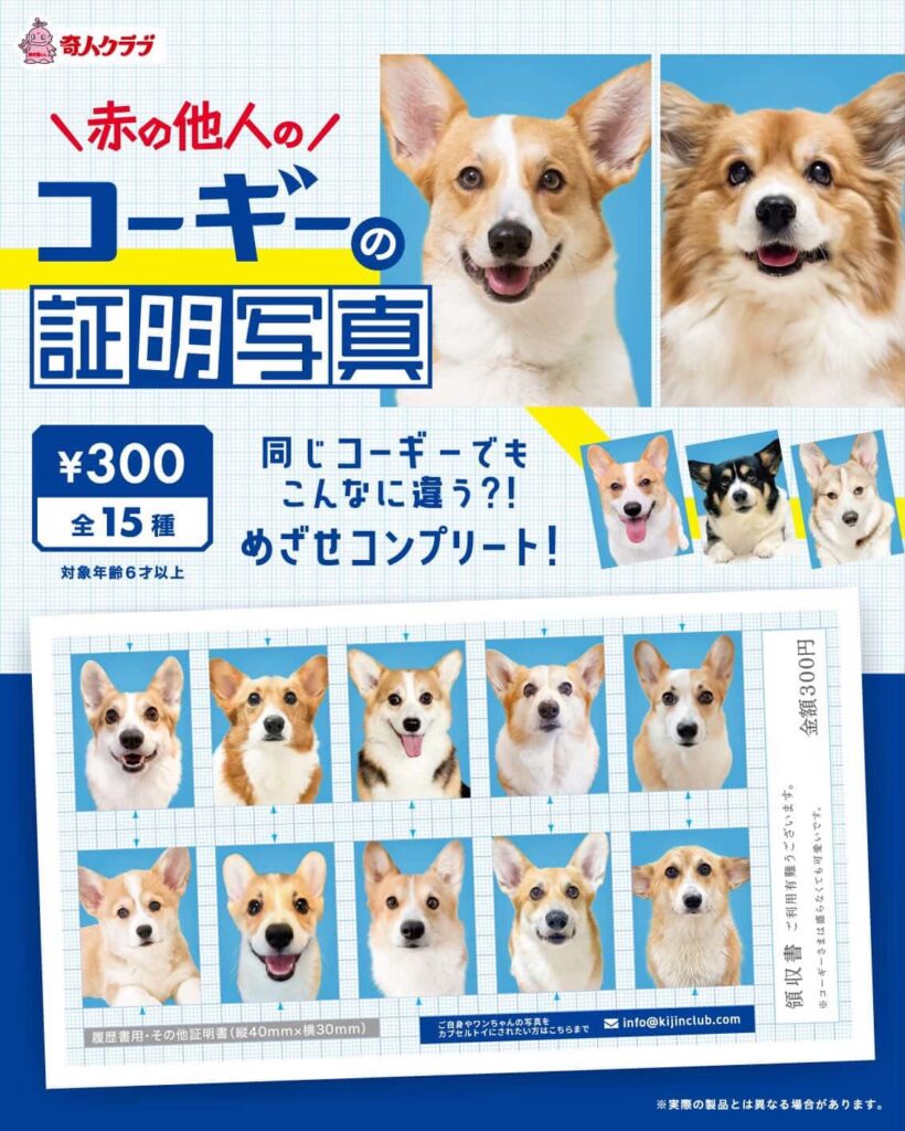 赤の他人のコーギーの証明写真