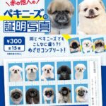 赤の他人のペキニーズの証明写真