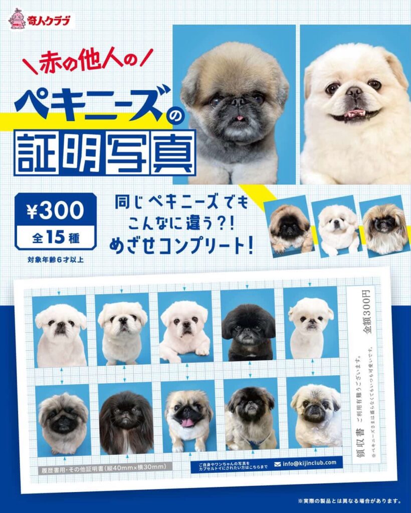 赤の他人のペキニーズの証明写真