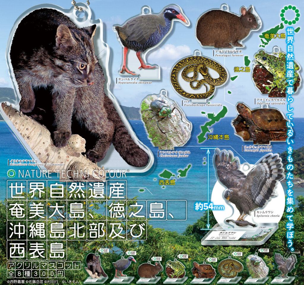 NTC 世界自然遺産 奄美大島、徳之島、沖縄島北部及び西表島 アクリルマスコット