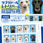 赤の他人のラブラドールレトリバーの証明写真