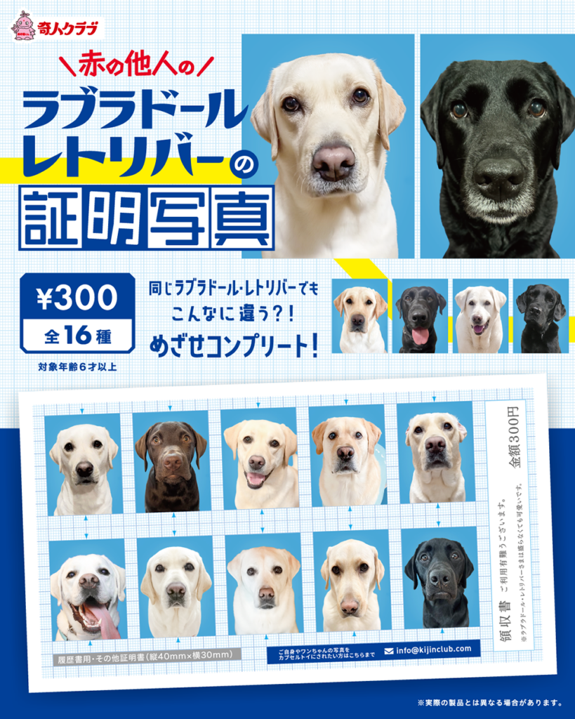赤の他人のラブラドールレトリバーの証明写真