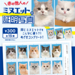 赤の他人のミヌエットの証明写真