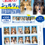 赤の他人のシェルティの証明写真