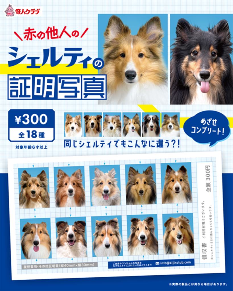 赤の他人のシェルティの証明写真