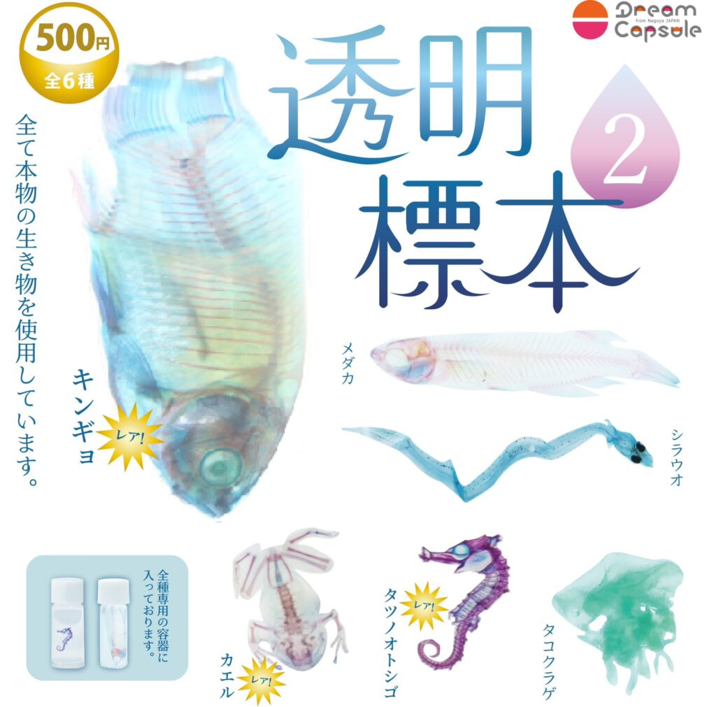 透明標本2