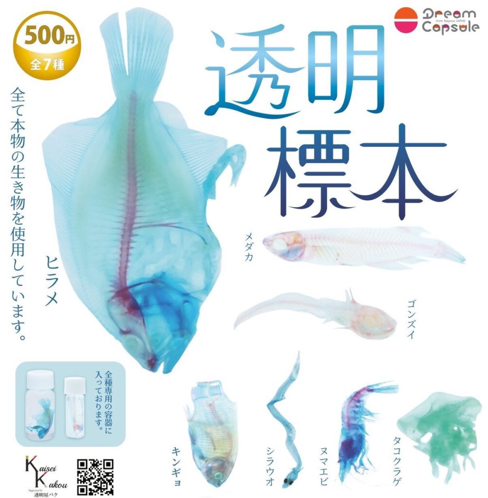透明標本