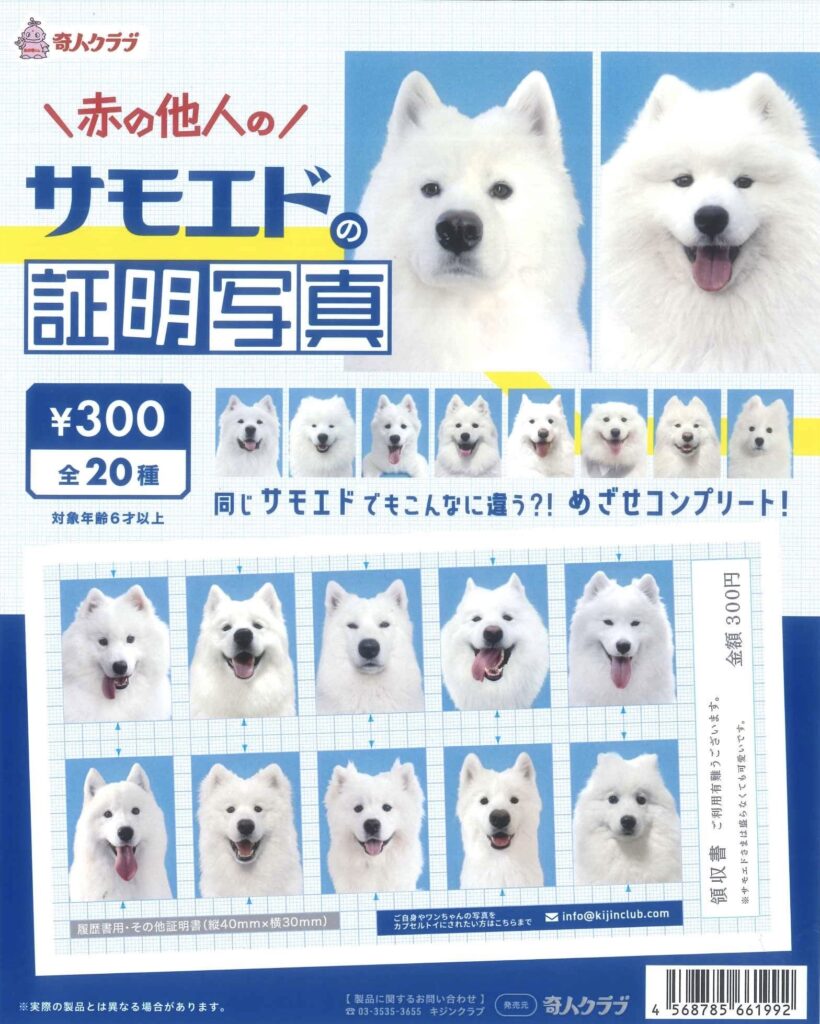 赤の他人のサモエドの証明写真