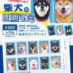 赤の他人の柴犬の証明写真（再販）