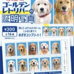 赤の他人のゴールデンレトリバーの証明写真（再販）