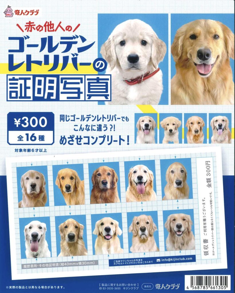 赤の他人のゴールデンレトリバーの証明写真