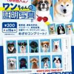 赤の他人のワンちゃんの証明写真（再販）