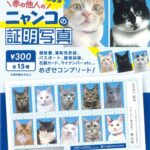 赤の他人のニャンコの証明写真 第3弾（再販）