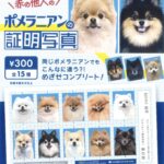赤の他人のポメラニアンの証明写真（再販）