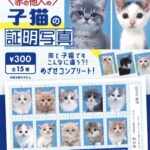 赤の他人の子猫の証明写真