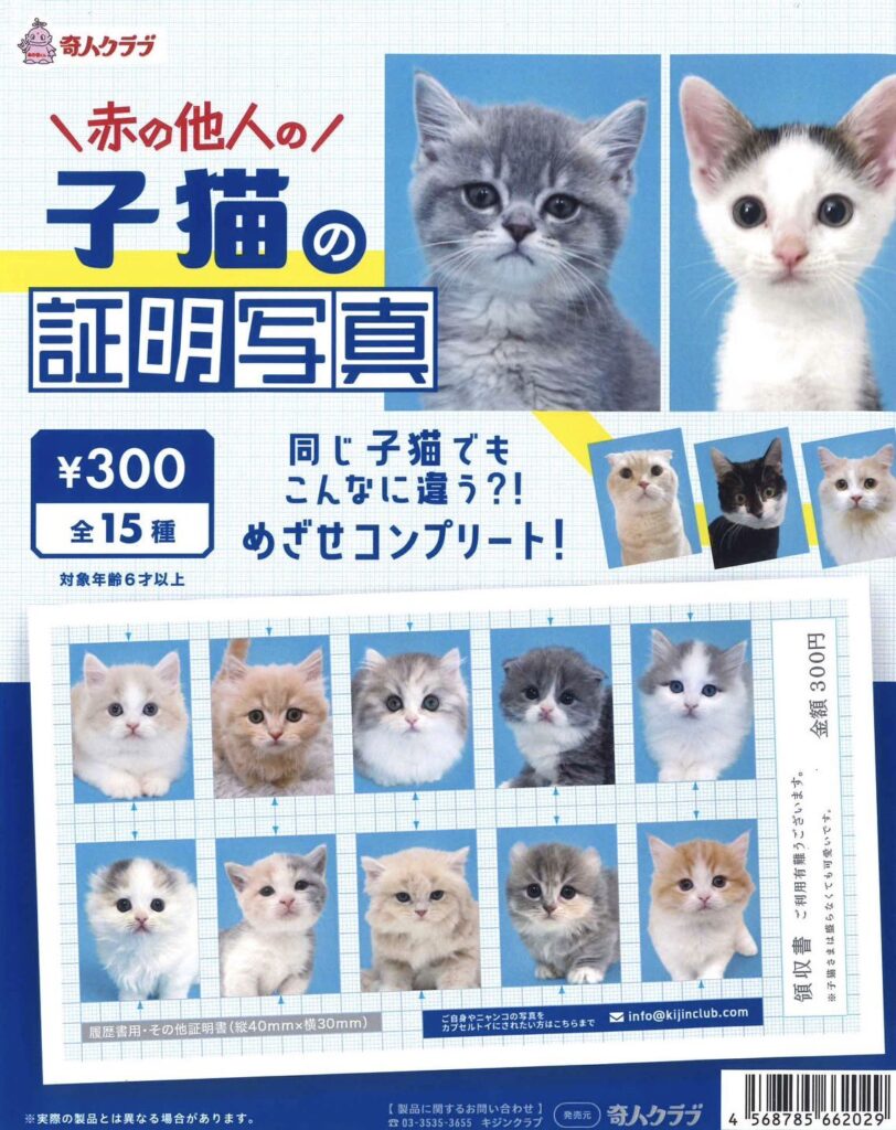 赤の他人の子猫の証明写真