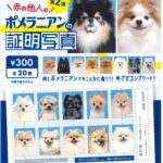 赤の他人のポメラニアンの証明写真第二弾