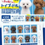 赤の他人のトイプードルの証明写真第二弾