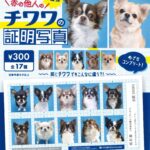 赤の他人のチワワの証明写真第二弾