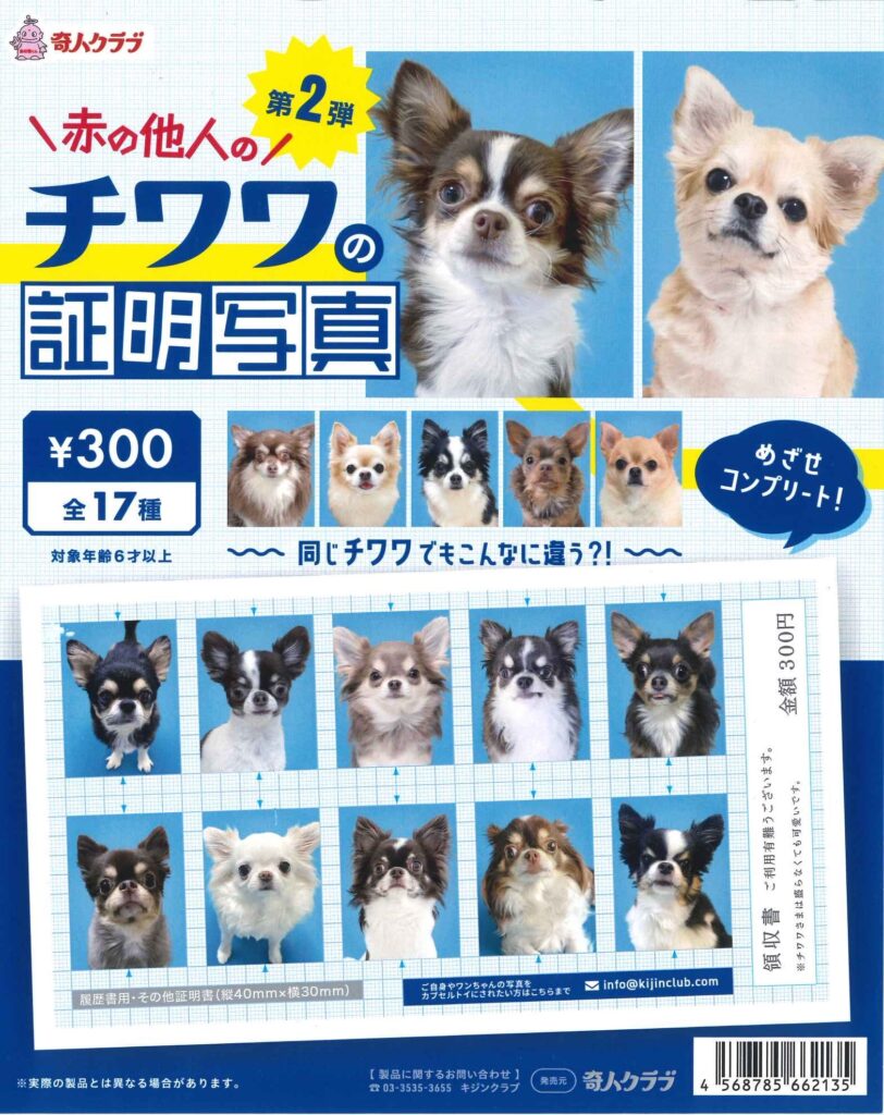 赤の他人のチワワの証明写真第二弾
