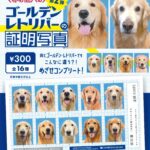 赤の他人のゴールデンレトリバーの証明写真第二弾