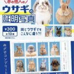 ウサギの証明写真