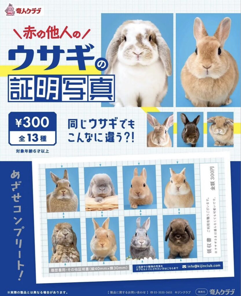 ウサギの証明写真