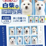 白柴の証明写真